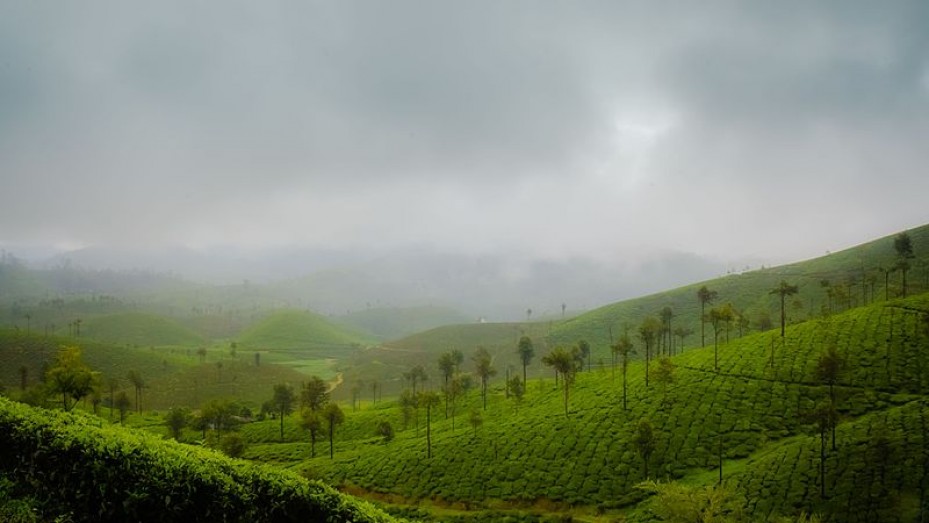 Wholesale Tea Bulk